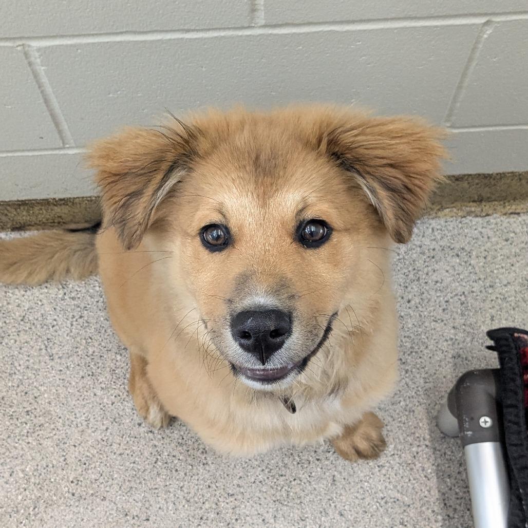 Enlarge Barney, a Adoptable mixed breed in Saint Cloud, MN image 1/1