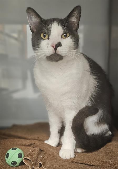 KAI, Adoptable, Young Male Domestic Medium Hair.