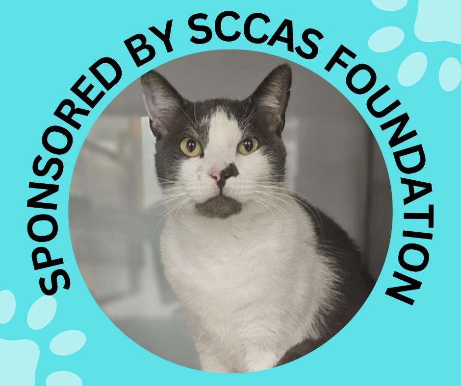 KAI, Adoptable, Young Male Domestic Short Hair.