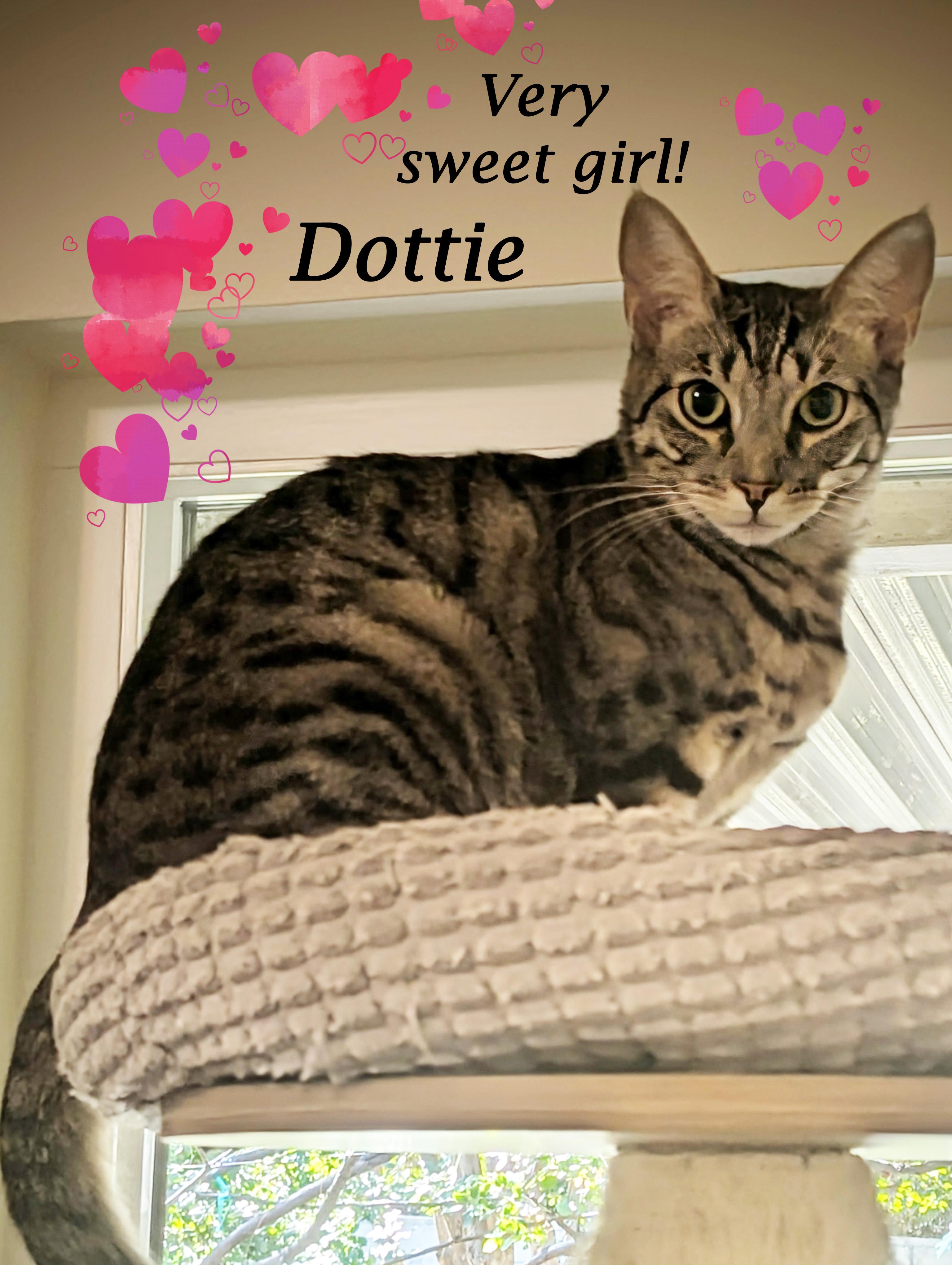 DOTTIE