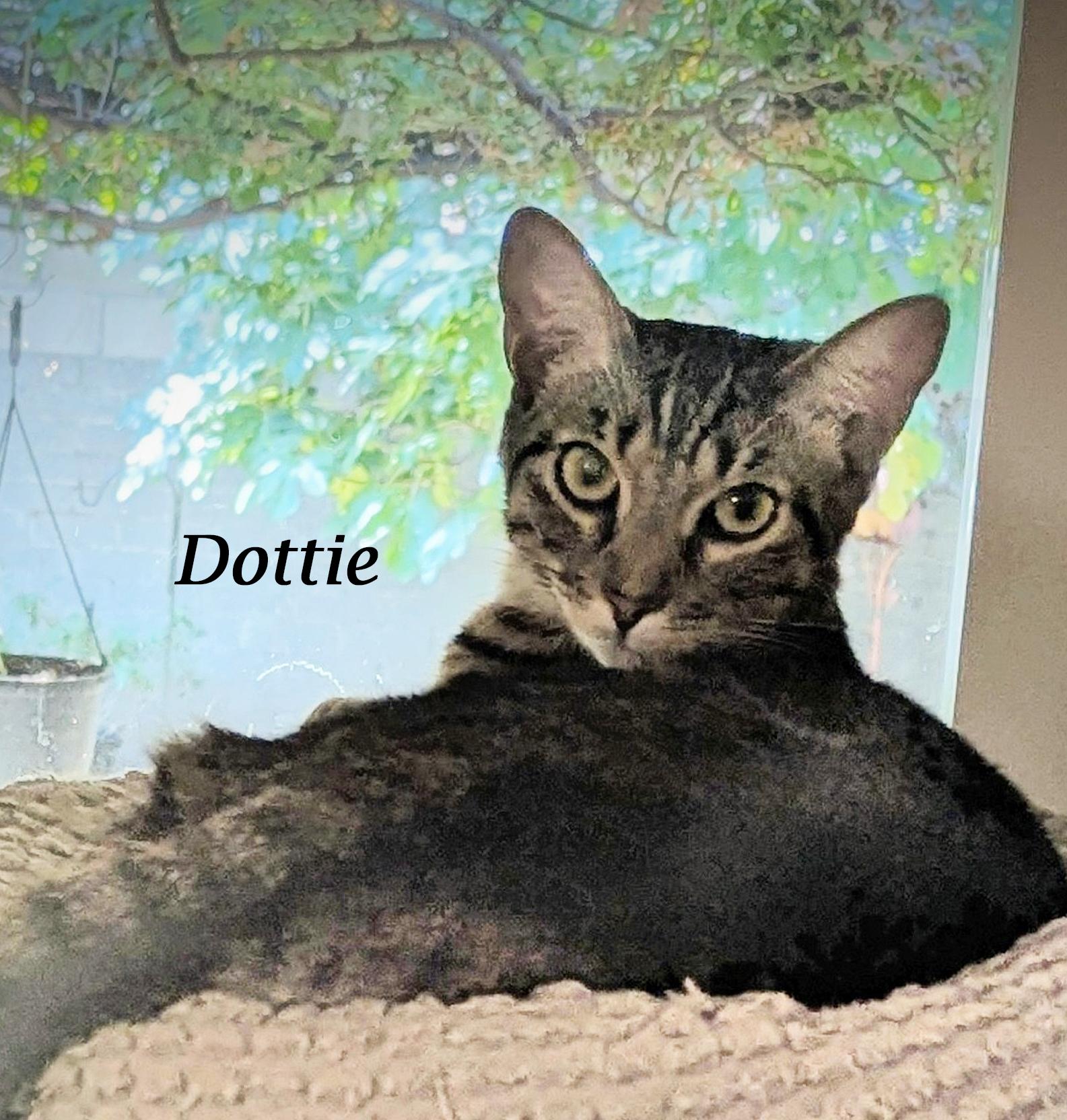DOTTIE