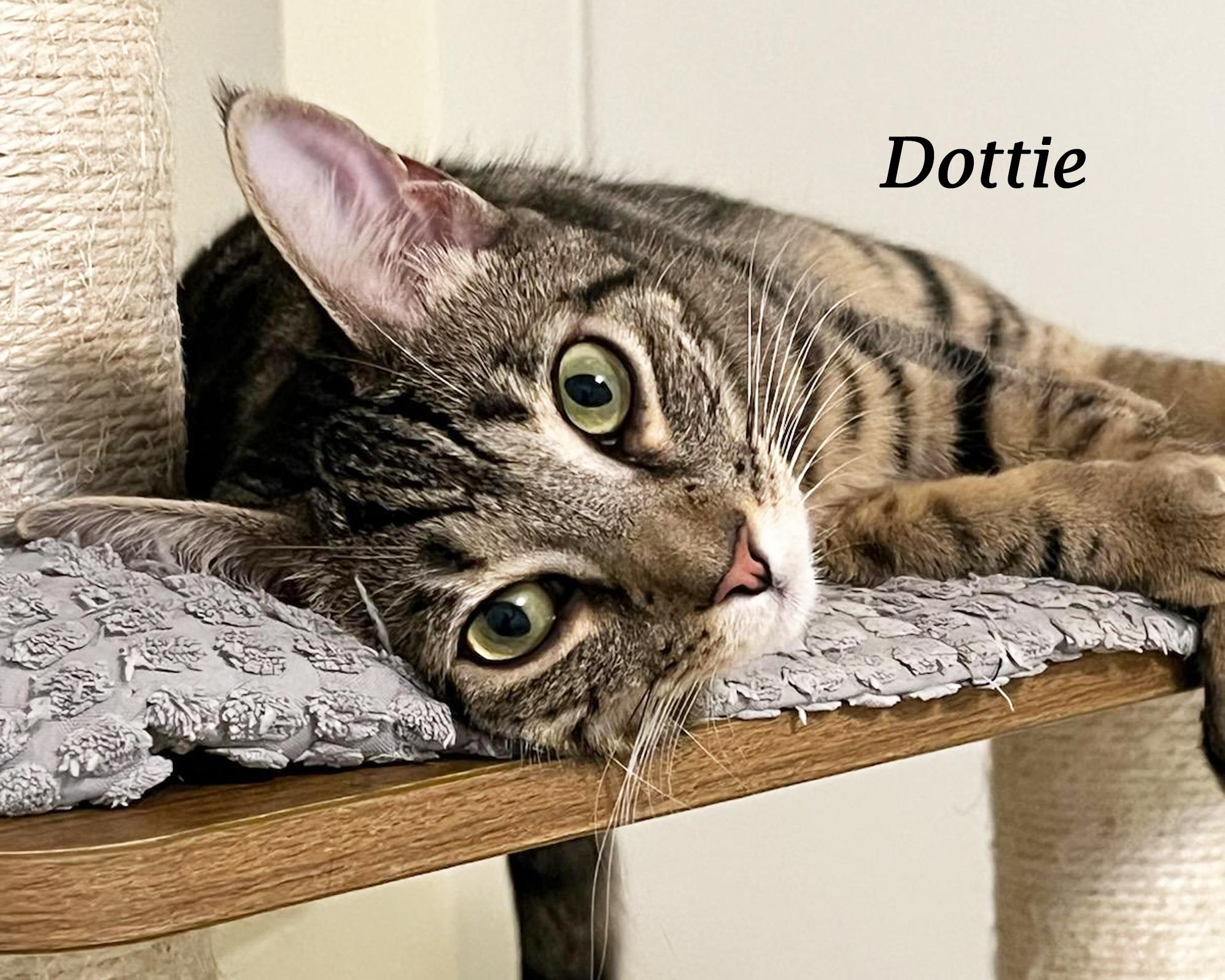 Enlarge DOTTIE, a Adoptable mixed breed in Monrovia, CA image 4/6