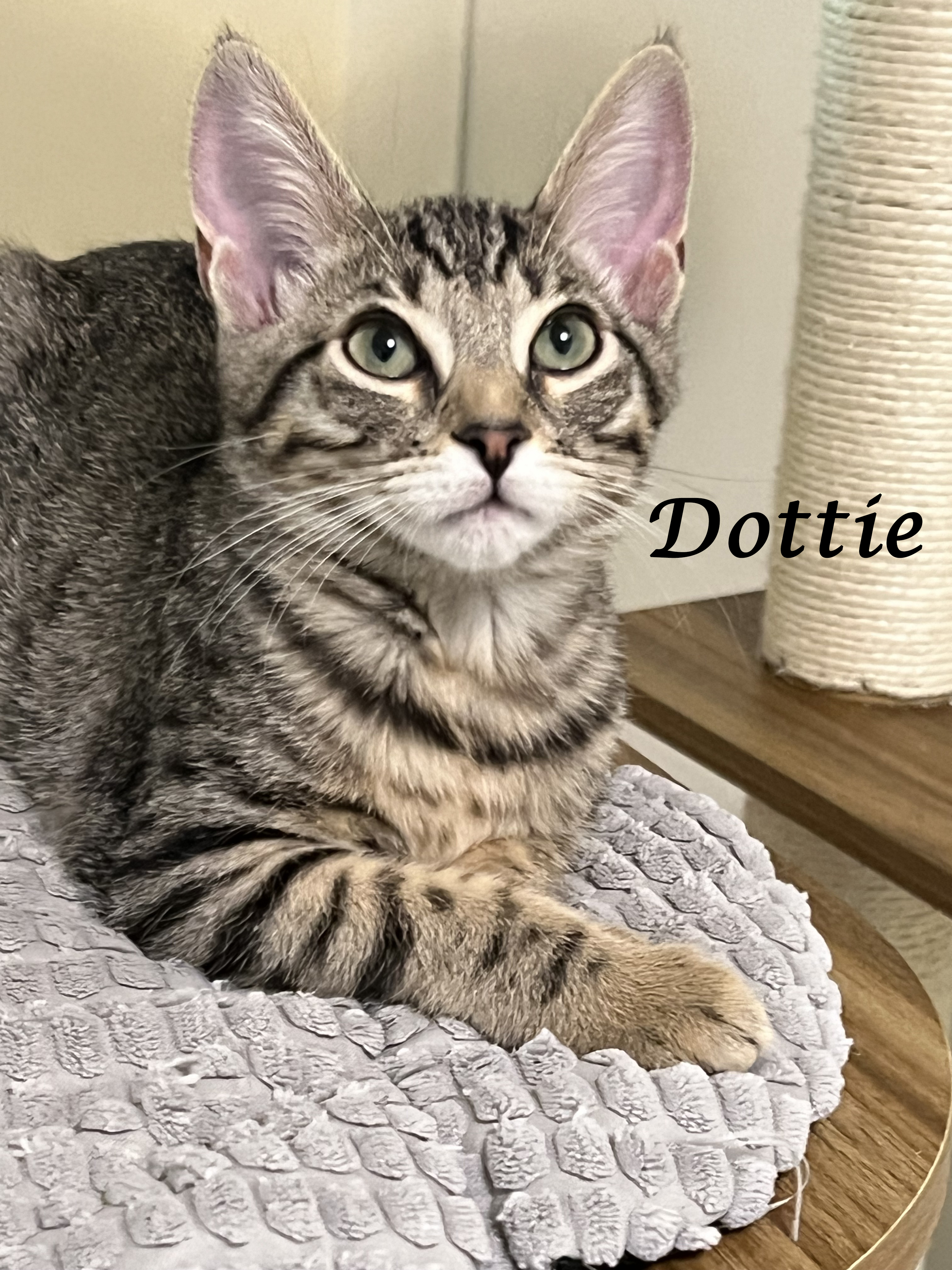 Enlarge DOTTIE, a Adoptable mixed breed in Monrovia, CA image 6/6