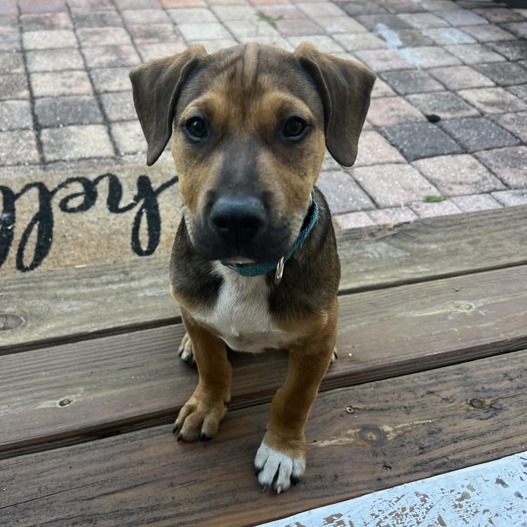 Poppy, Adoptable, Puppy Male Mixed Breed.
