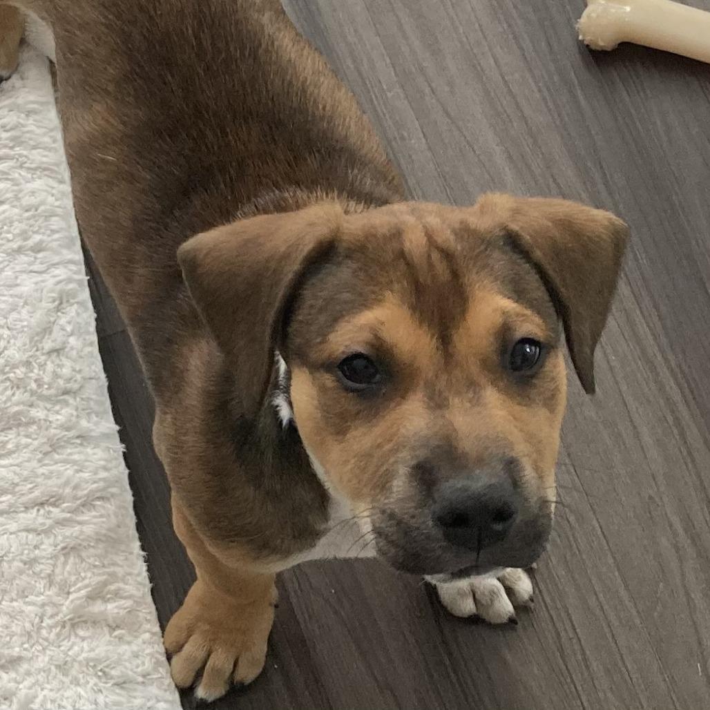 Enlarge Poppy, a Adoptable Mixed Breed in Seminole, FL image 1/3