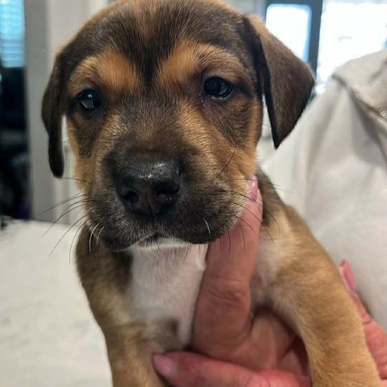 Enlarge Poppy, a Adoptable Mixed Breed in Seminole, FL image 2/3