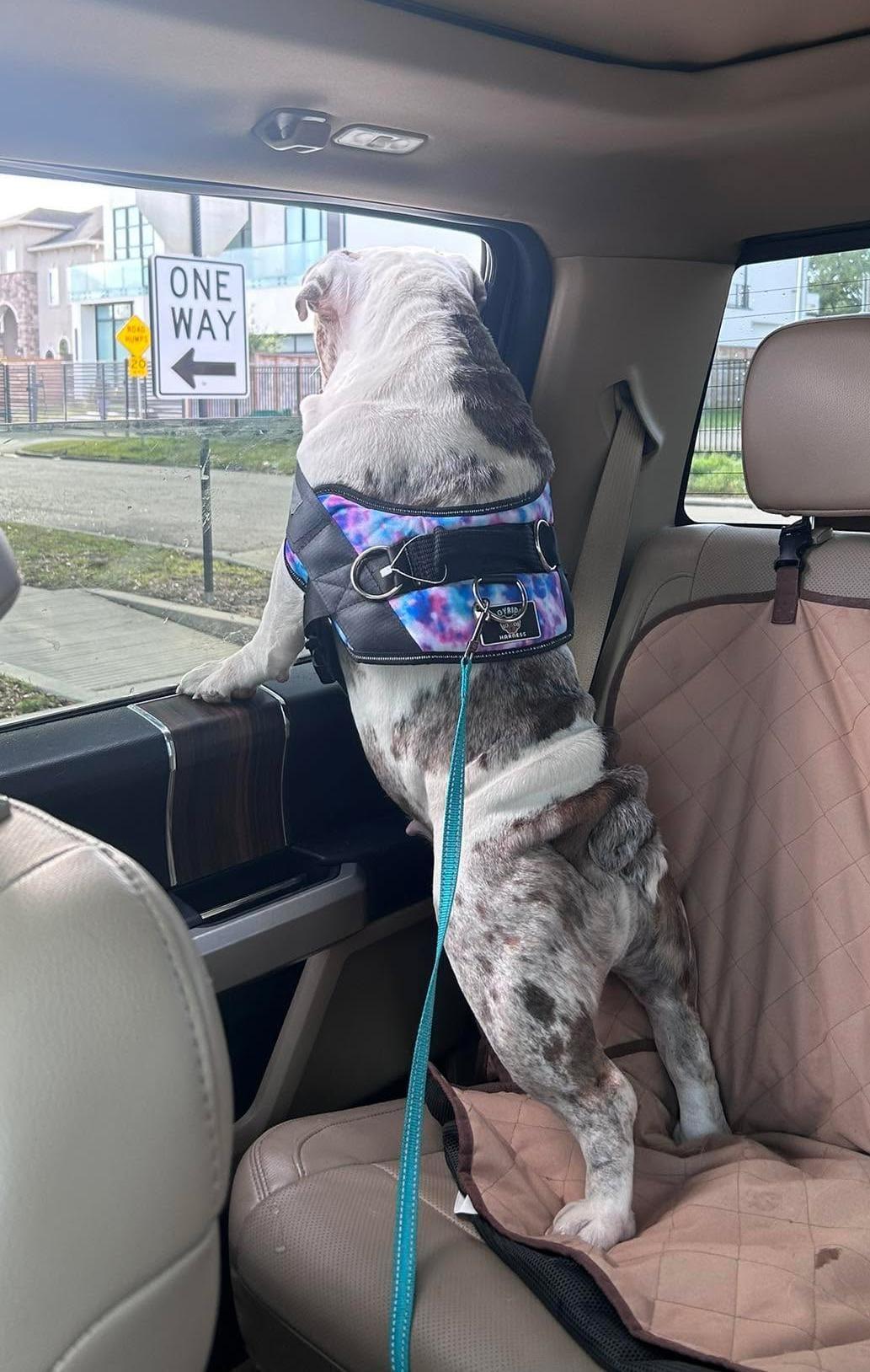 Enlarge Luna, an adopted English Bulldog in Yonkers, NY image 3/6