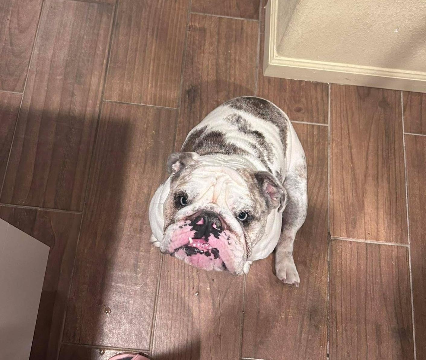 Enlarge Luna, an adopted English Bulldog in Yonkers, NY image 4/6