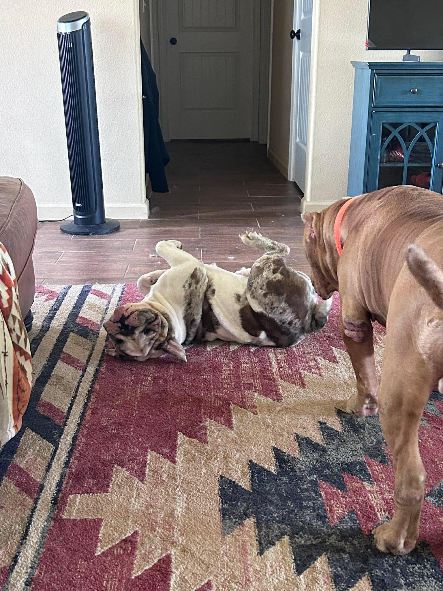 Enlarge Luna, an adopted English Bulldog in Yonkers, NY image 2/6