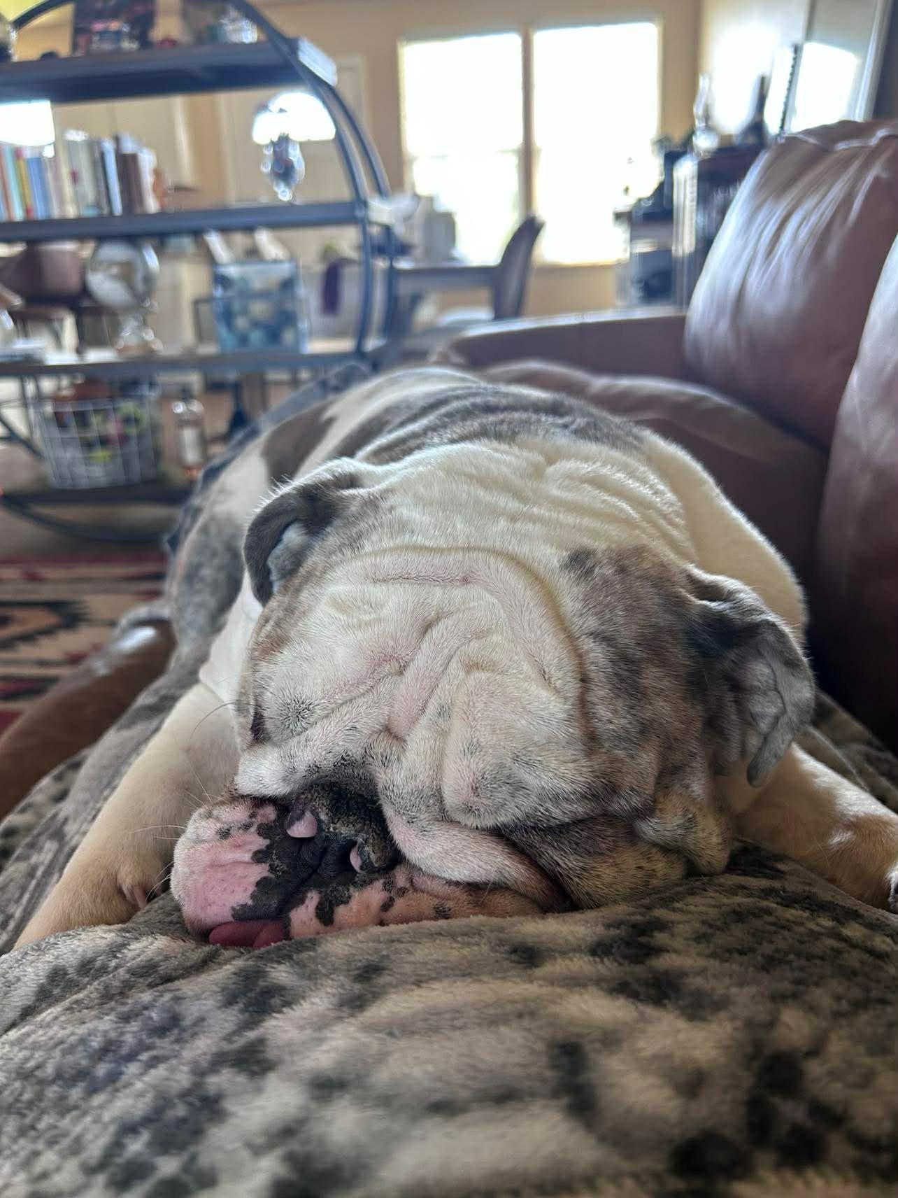 Enlarge Luna, an adopted English Bulldog in Yonkers, NY image 6/6