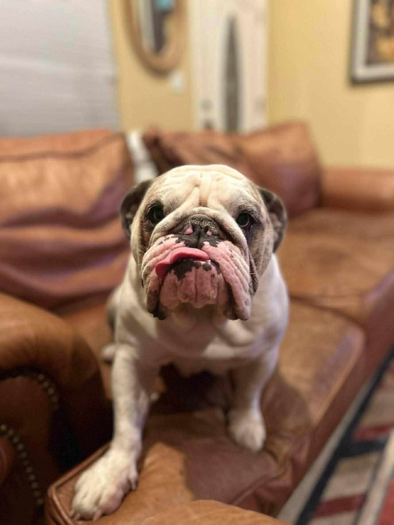 Luna, adopted, Young Female English Bulldog.