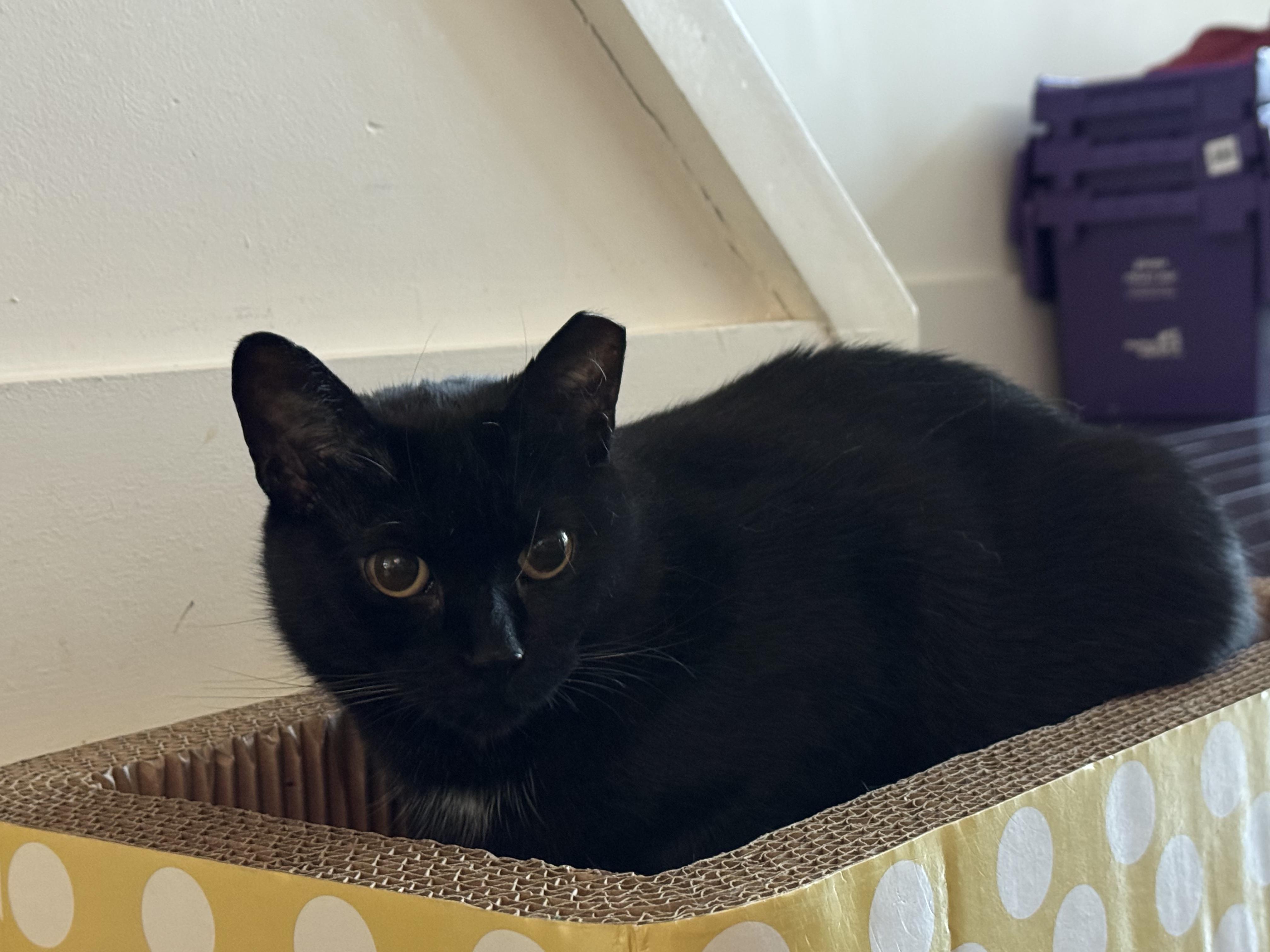 Inky, a ADOPTABLE Domestic Short Hair in Toronto, ON image 1/5