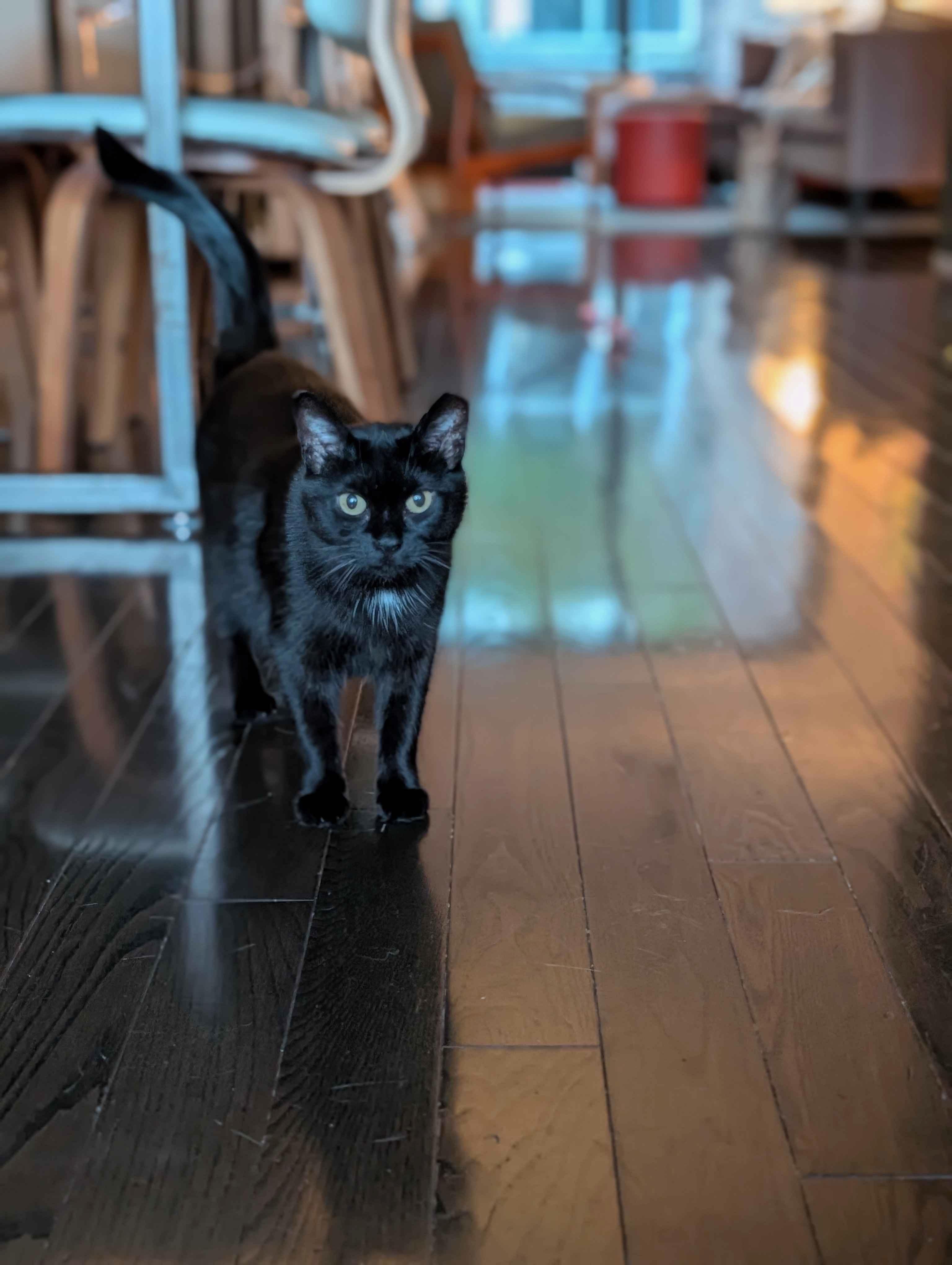 Inky, a ADOPTABLE Domestic Short Hair in Toronto, ON image 2/5