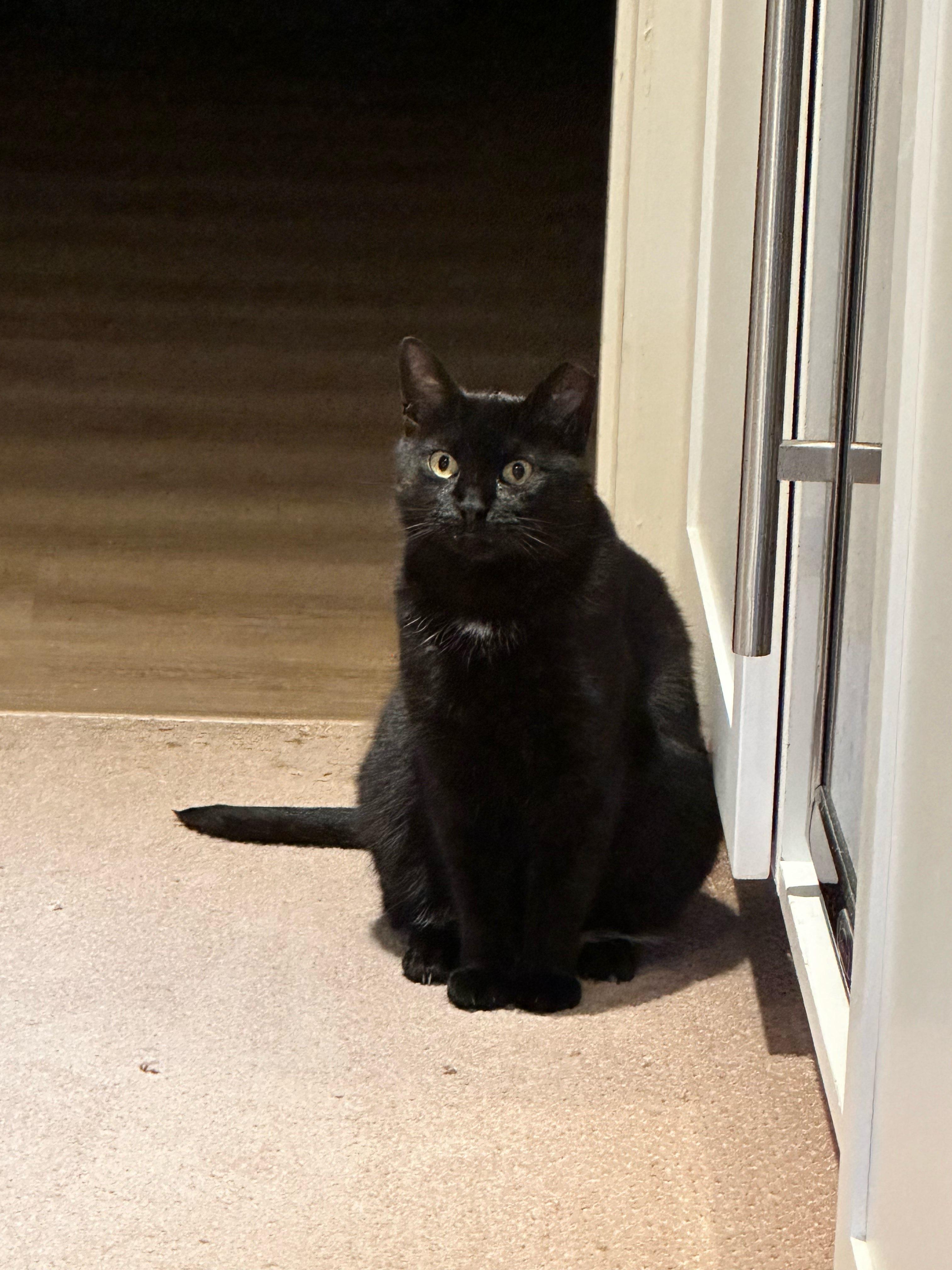 Inky, a ADOPTABLE Domestic Short Hair in Toronto, ON image 3/5