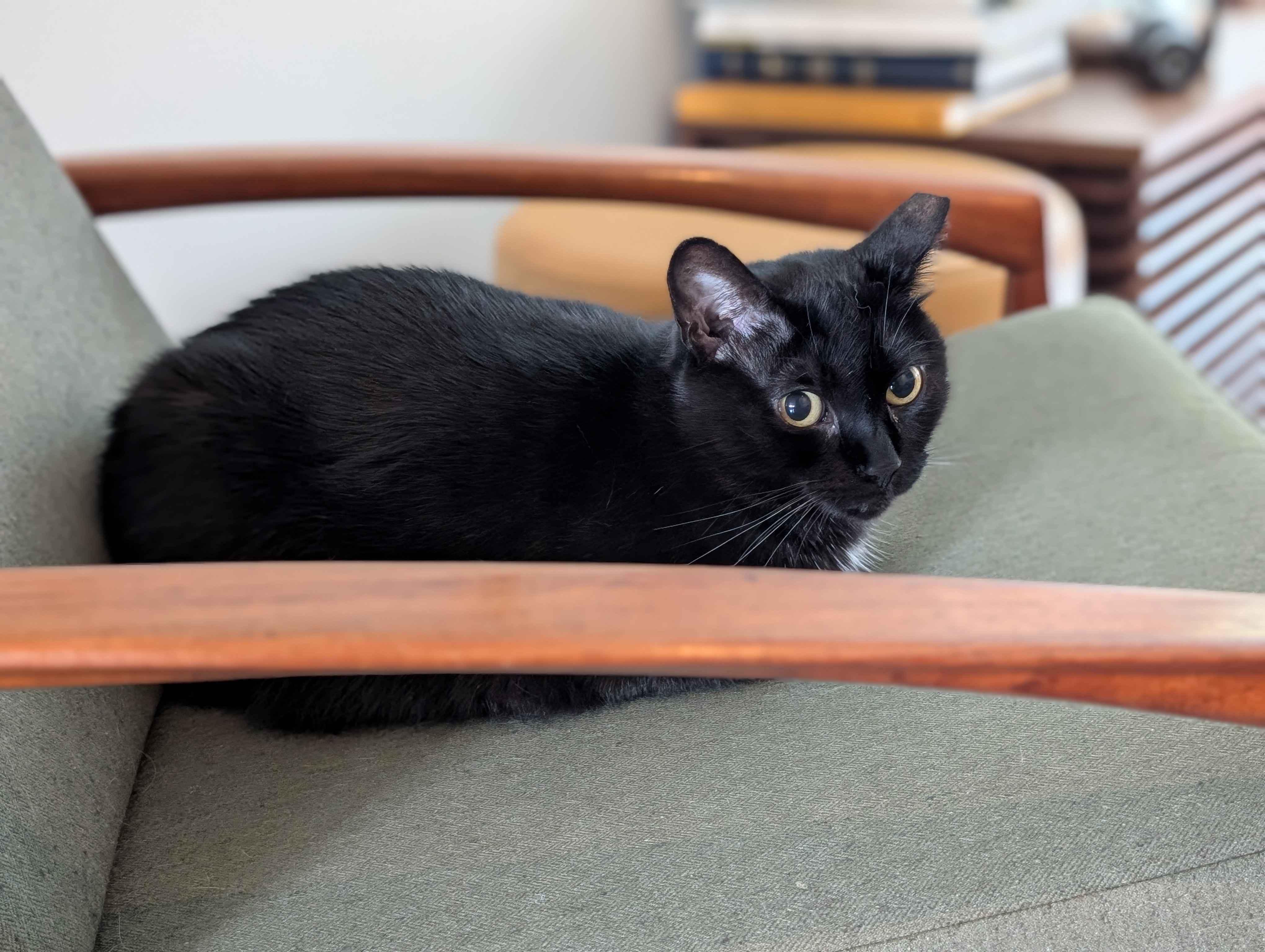 Inky, a ADOPTABLE Domestic Short Hair in Toronto, ON image 4/5