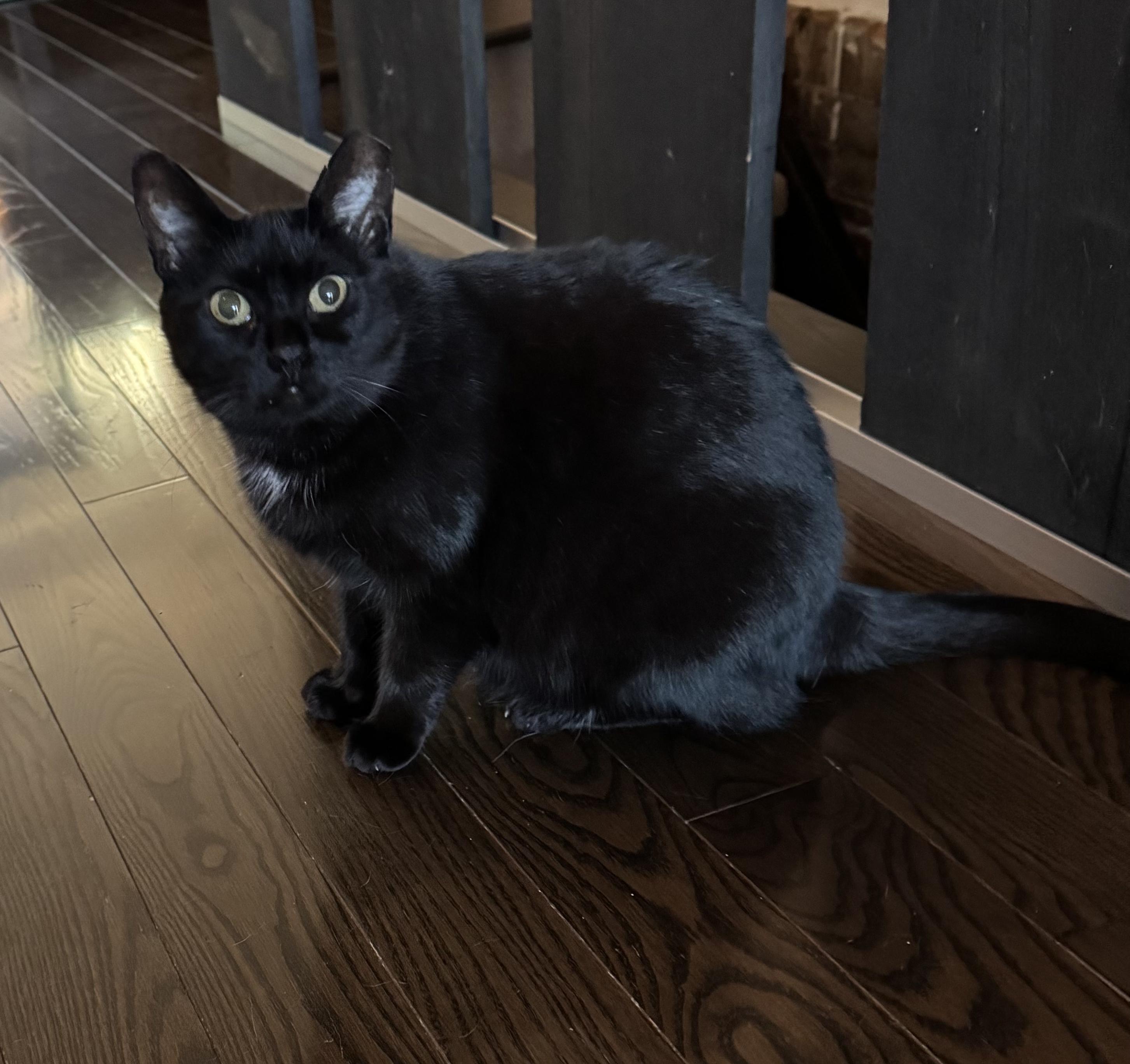 Inky, a ADOPTABLE Domestic Short Hair in Toronto, ON image 5/5