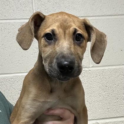 Enlarge Willow, a Adoptable Mixed Breed in DeKalb, IL image 2/6