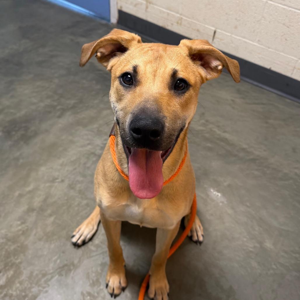 Enlarge Willow, a Adoptable Mixed Breed in DeKalb, IL image 3/6