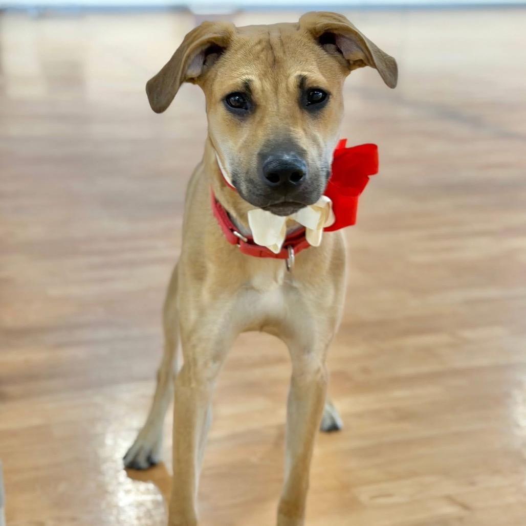 Enlarge Willow, a Adoptable Mixed Breed in DeKalb, IL image 4/6