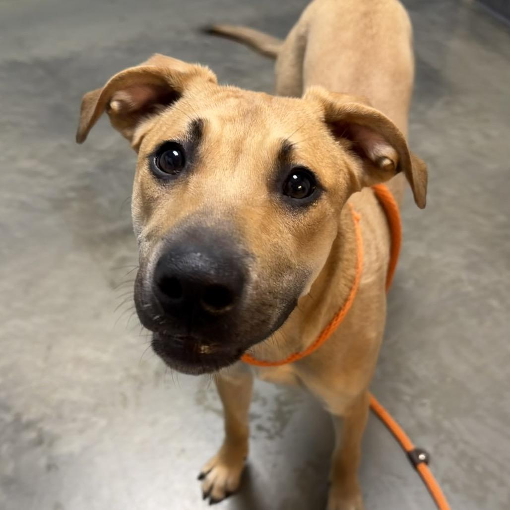 Enlarge Willow, a Adoptable Mixed Breed in DeKalb, IL image 5/6