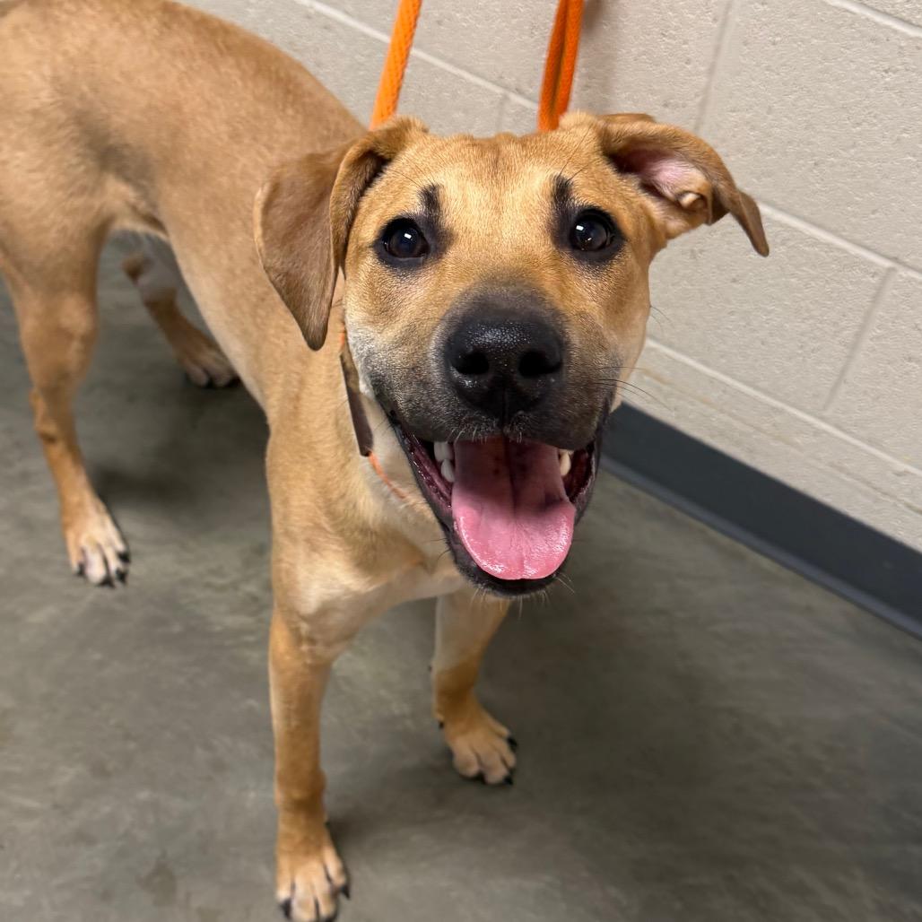 Enlarge Willow, a Adoptable Mixed Breed in DeKalb, IL image 6/6