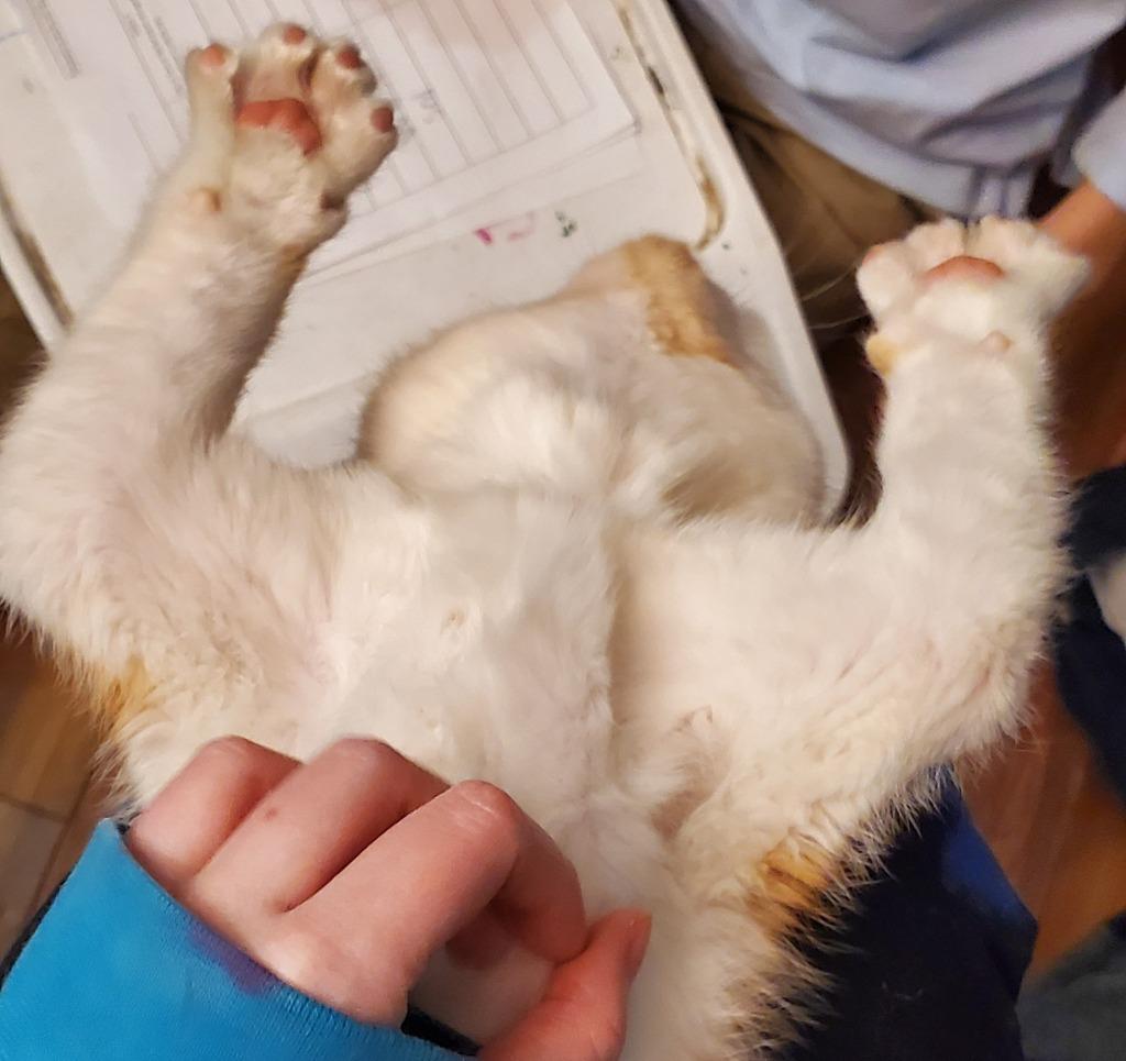 Benji — thumbnail 2