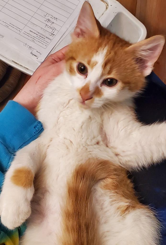 Benji — thumbnail 3