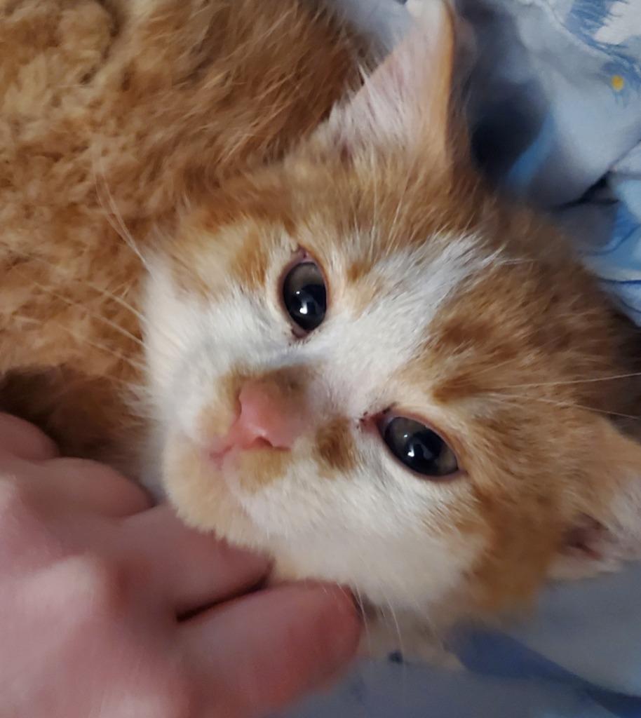 Benji — thumbnail 4