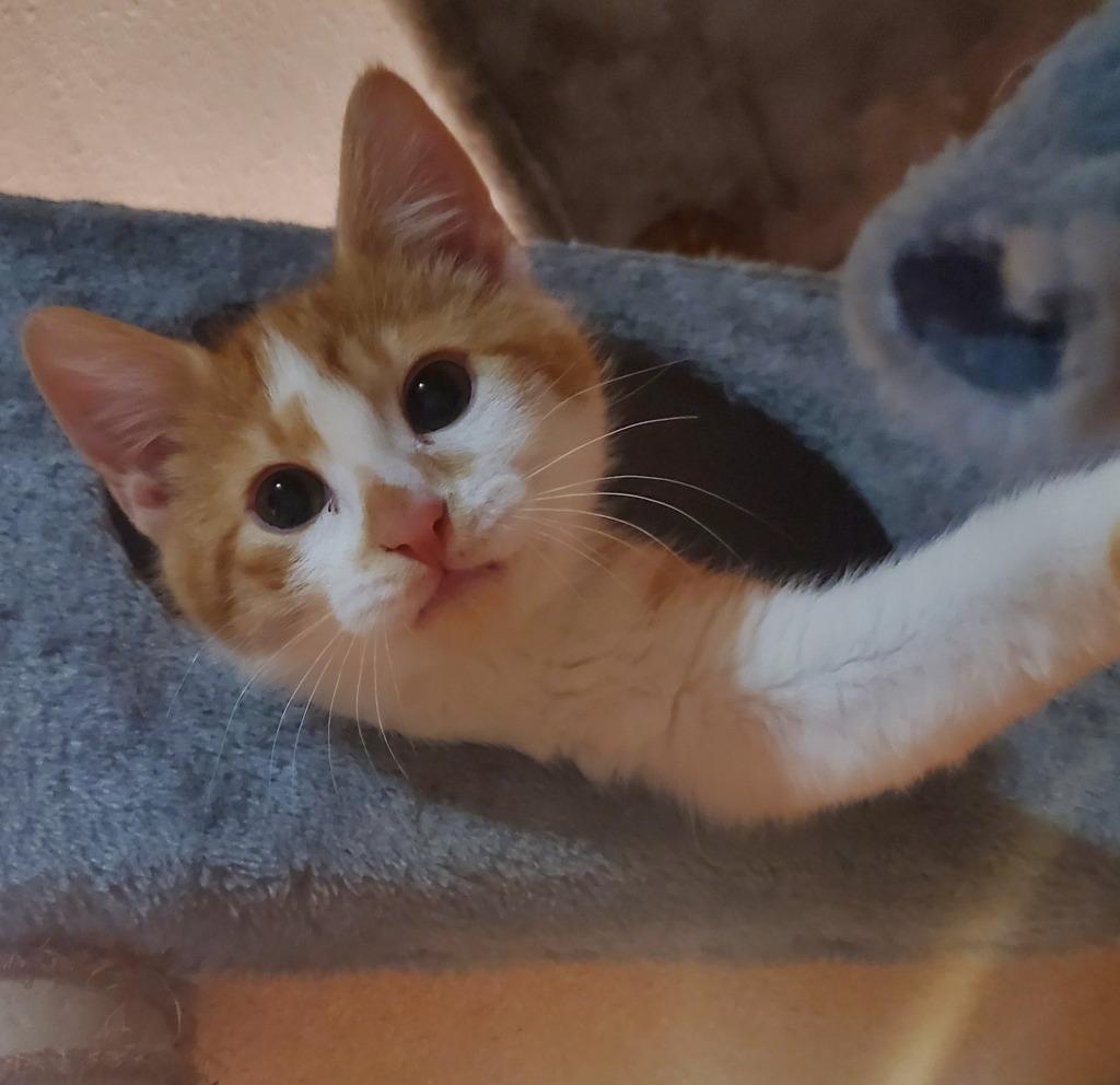 Benji — thumbnail 5