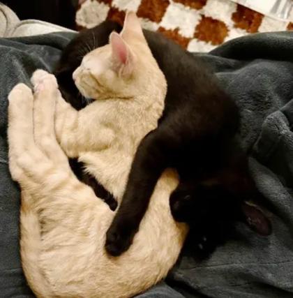 Enlarge Rhubarb, a Adoptable mixed breed in Encinitas, CA image 1/3