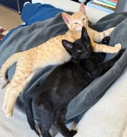 Enlarge Rhubarb, a Adoptable mixed breed in Encinitas, CA image 3/3