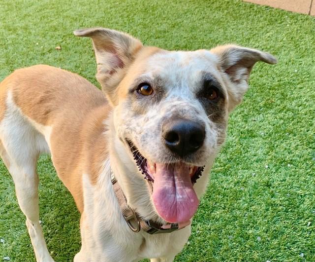 Enlarge SAVE ME PLEASE - My Partner already lost his life Rosie - A553117, a Adopted mixed breed in Poway, CA image 2/3