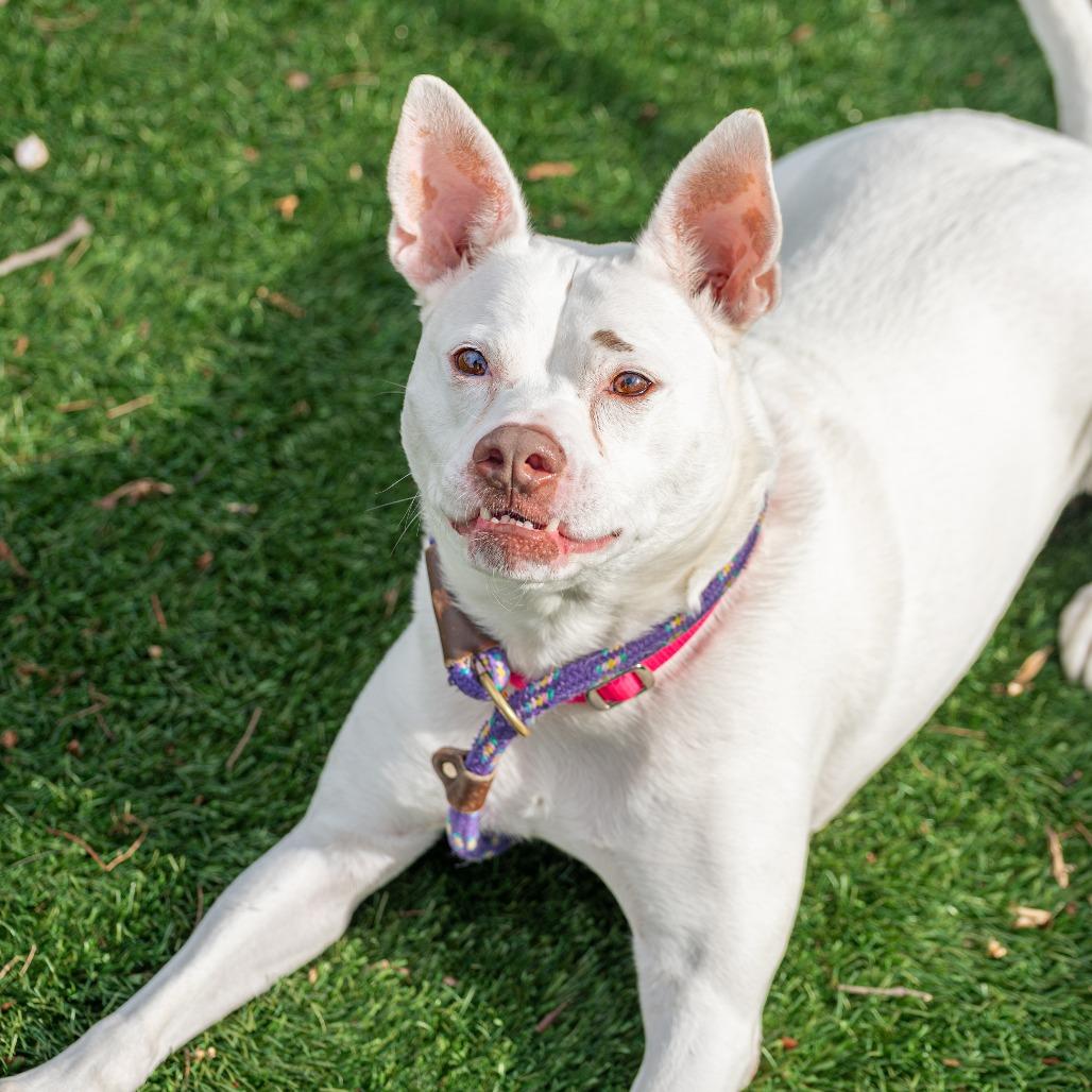 Enlarge Lani, a Adoptable Mixed Breed in Saint Charles, MO image 1/6