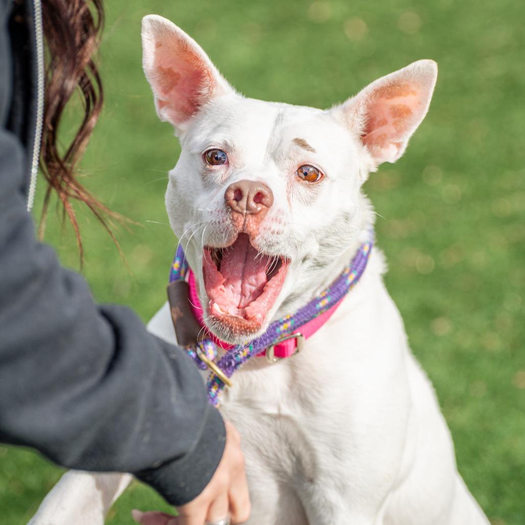 Enlarge Lani, a Adoptable Mixed Breed in Saint Charles, MO image 2/6