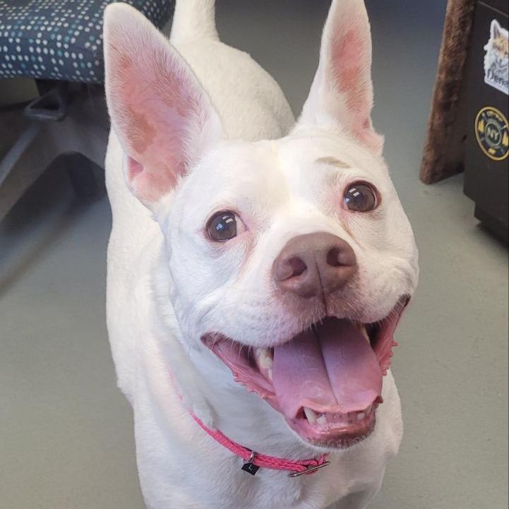 Enlarge Lani, a Adoptable Mixed Breed in Saint Charles, MO image 3/6