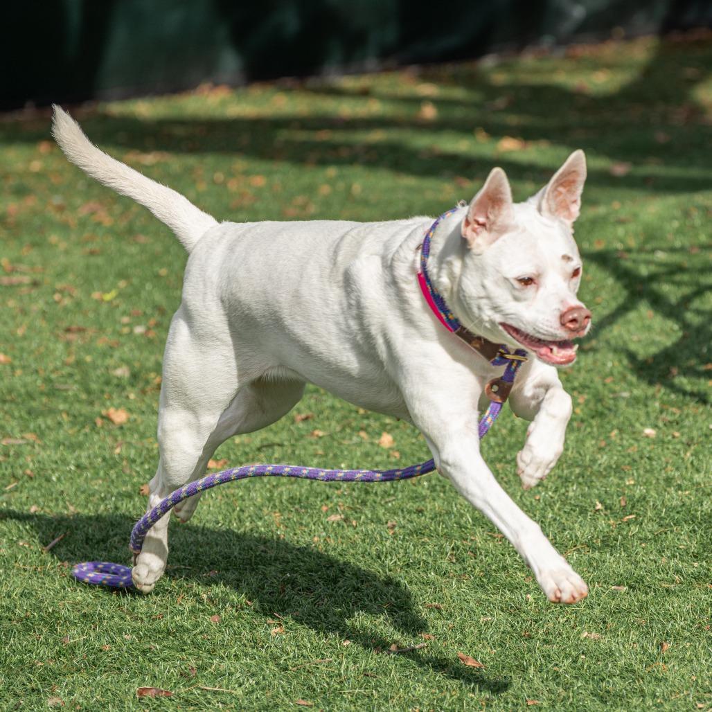 Enlarge Lani, a Adoptable Mixed Breed in Saint Charles, MO image 4/6