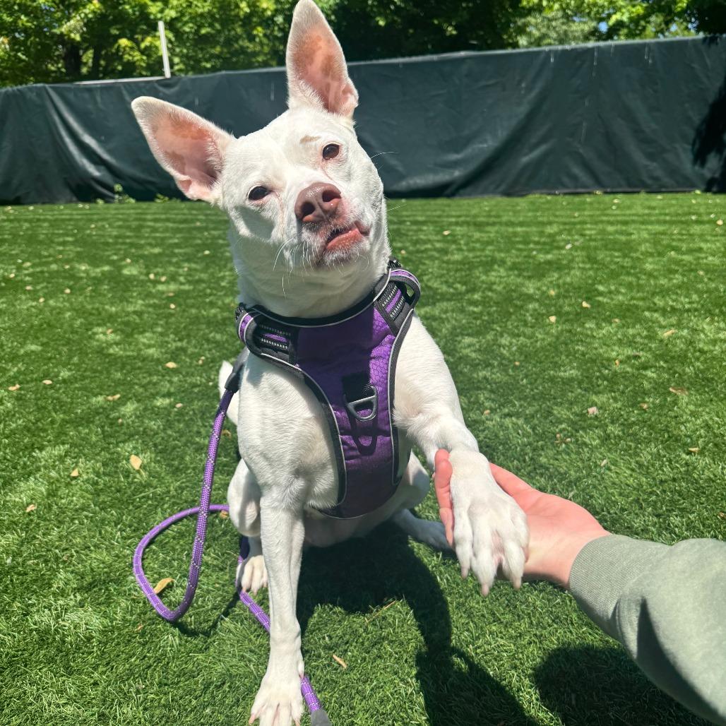 Enlarge Lani, a Adoptable Mixed Breed in Saint Charles, MO image 5/6