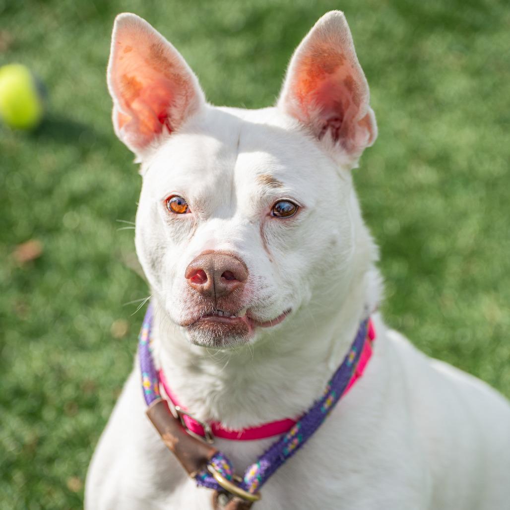 Enlarge Lani, a Adoptable Mixed Breed in Saint Charles, MO image 6/6