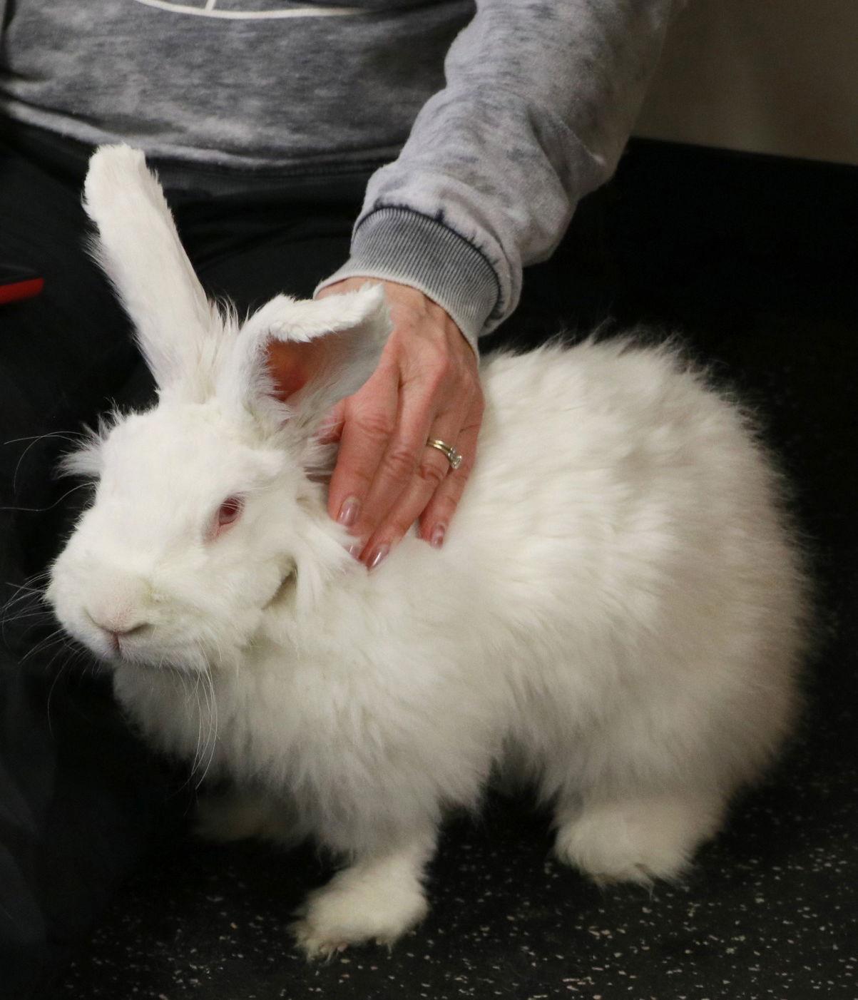 Puffs, Adopted, Adult Male Bunny Rabbit.