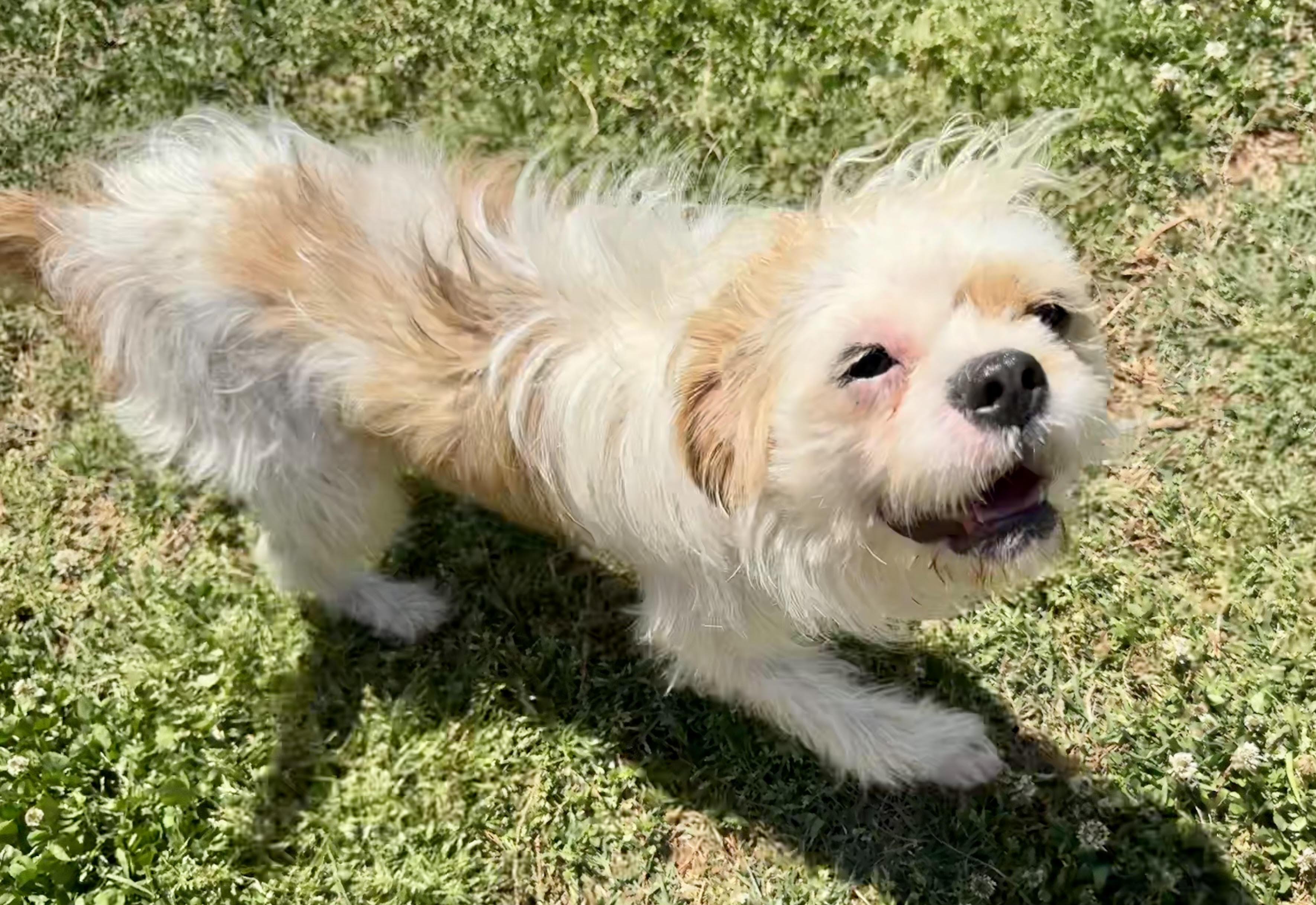 Charlie, a ADOPTABLE mixed breed in Maiden, NC image 5/6