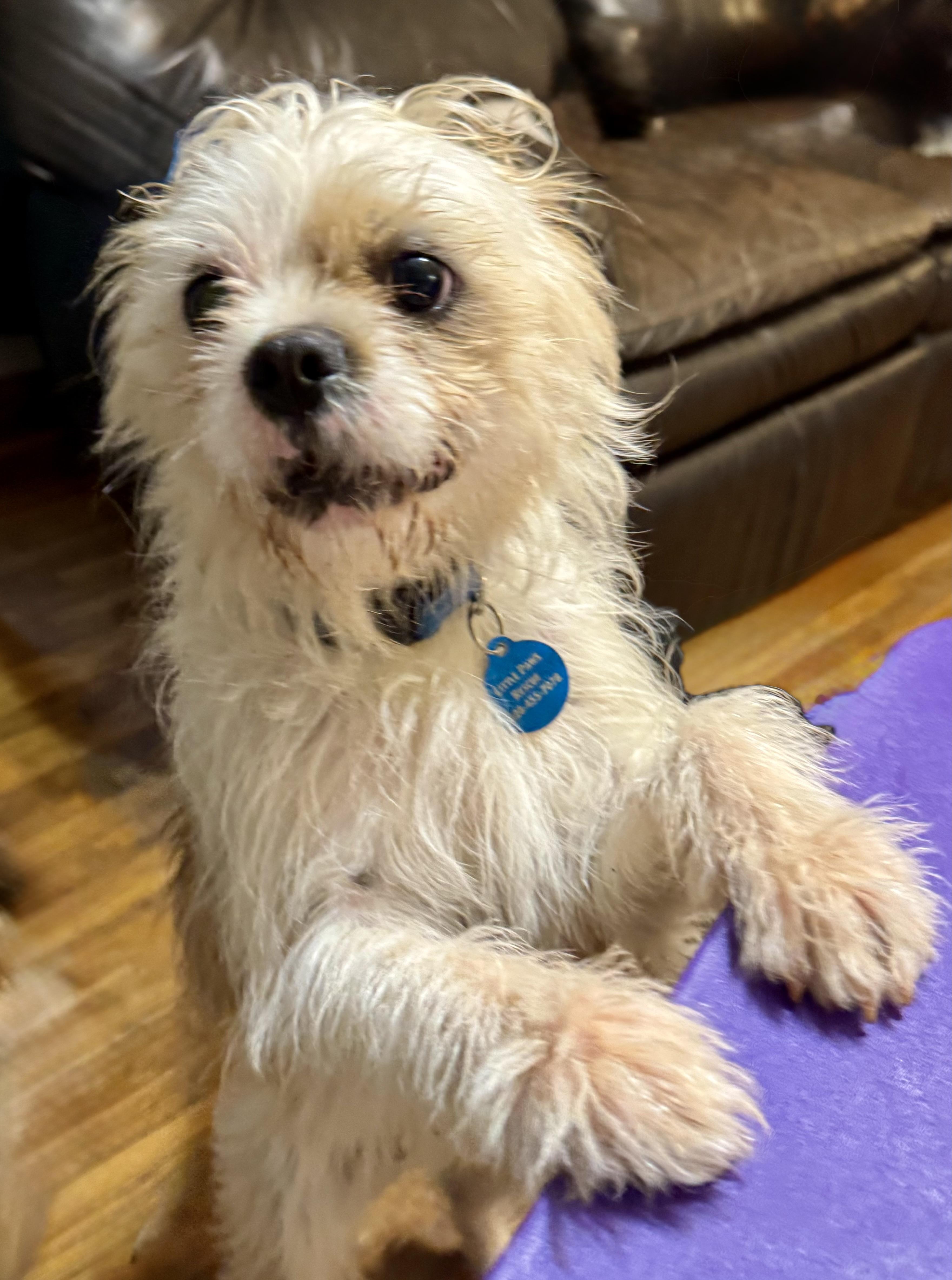 Charlie, a ADOPTABLE mixed breed in Maiden, NC image 3/6