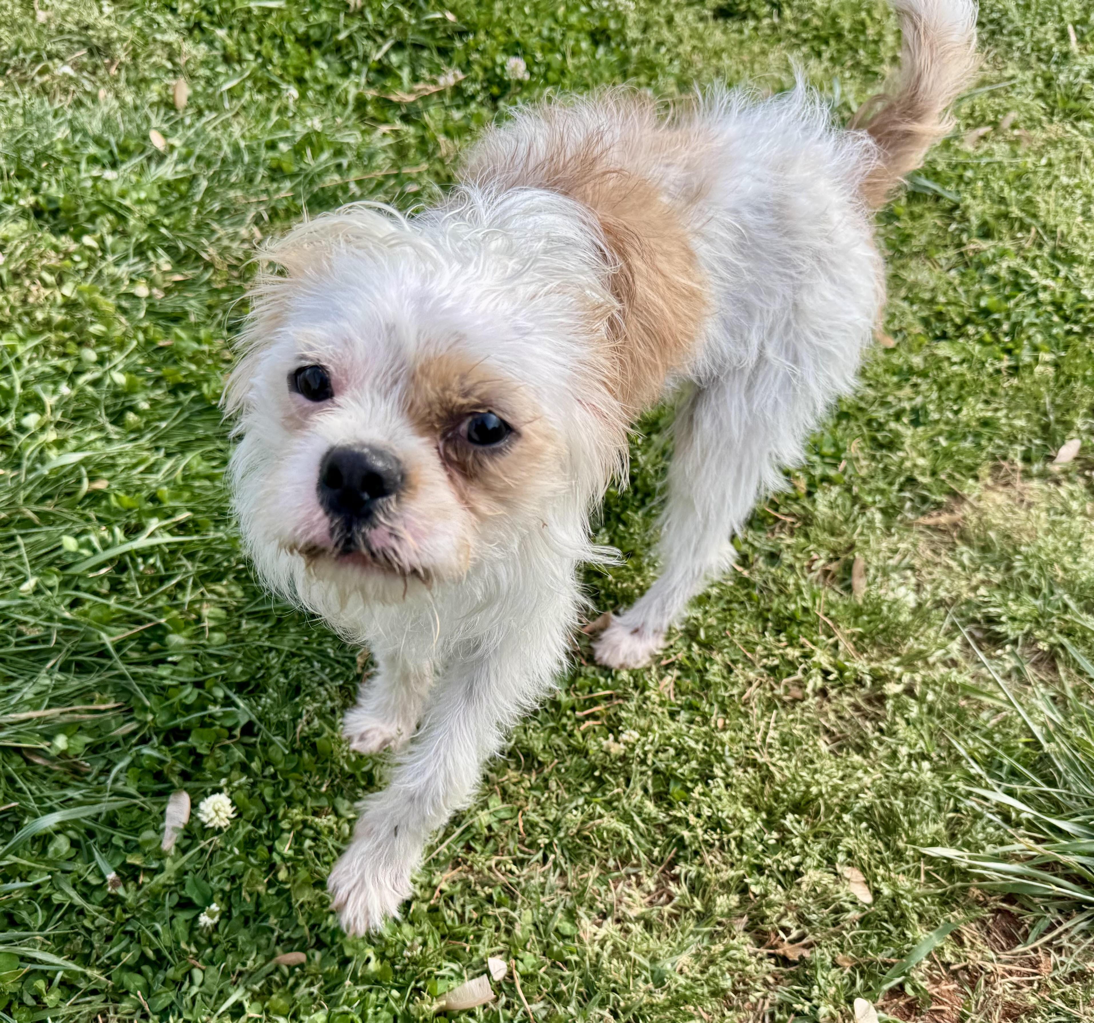 Charlie, a ADOPTABLE mixed breed in Maiden, NC image 6/6