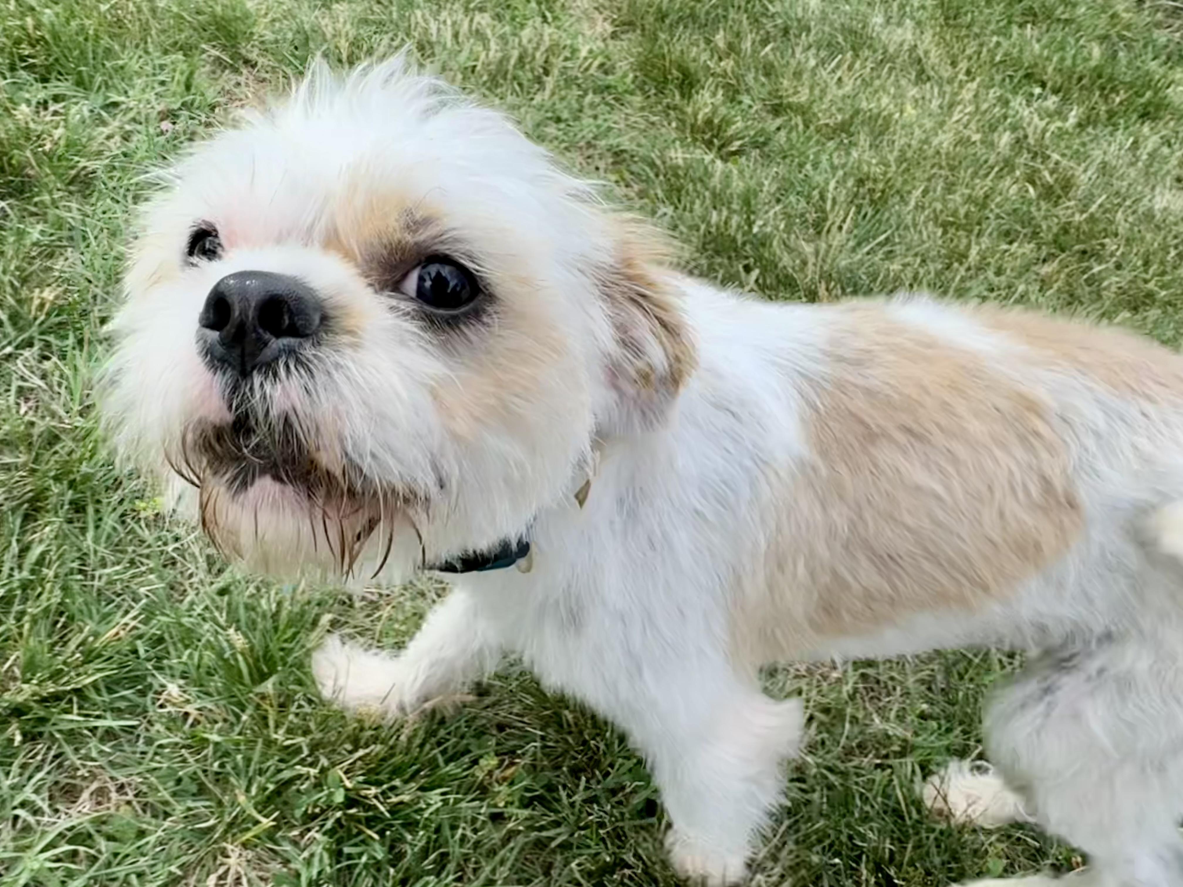 Charlie, a ADOPTABLE mixed breed in Maiden, NC image 4/6