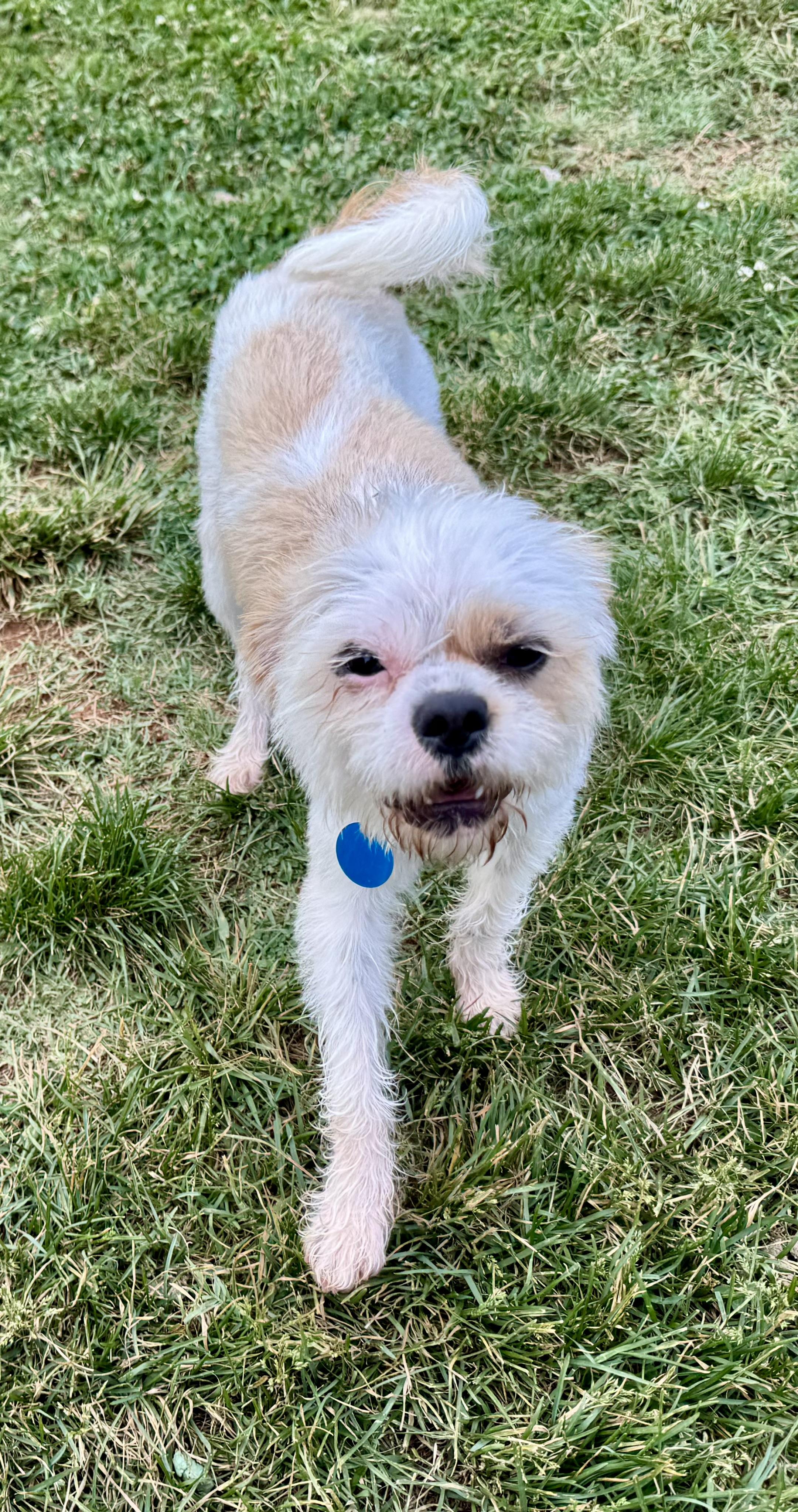 Charlie, a ADOPTABLE mixed breed in Maiden, NC image 2/6