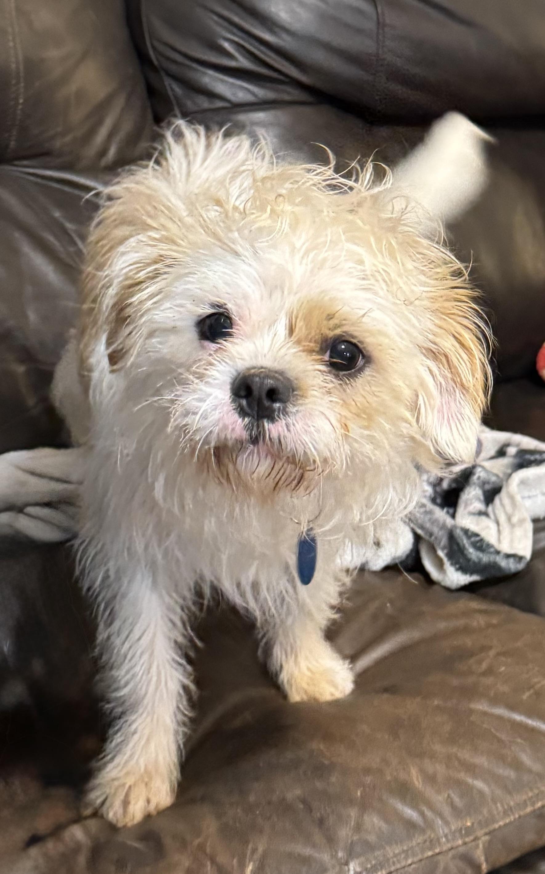 Charlie, ADOPTABLE, Young Male Tibetan Terrier & Cairn Terrier.