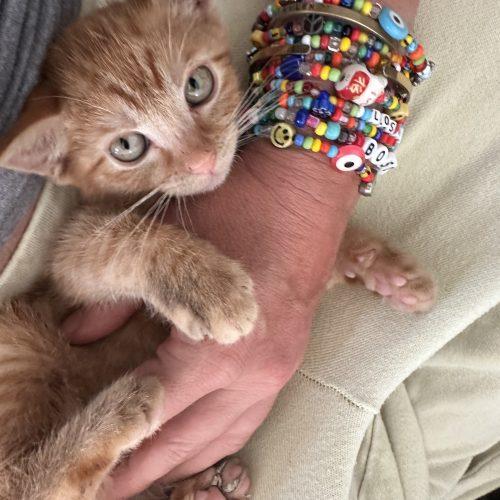 Marvin, Adoptable, Kitten Male Domestic Short Hair.