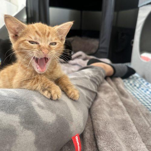 Marvin, a Adoptable Domestic Short Hair in Los Angeles, CA image 4/6