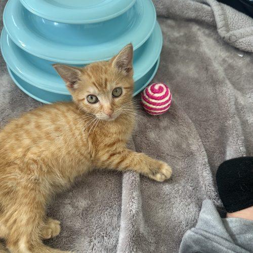 Enlarge Marvin, a Adoptable Domestic Short Hair in Los Angeles, CA image 4/6