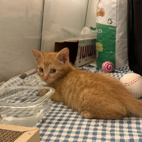 Enlarge Marvin, a Adoptable Domestic Short Hair in Los Angeles, CA image 5/6