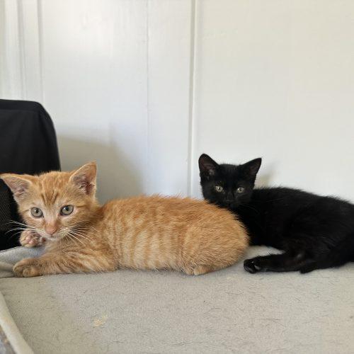 Marvin, a Adoptable Domestic Short Hair in Los Angeles, CA image 6/6